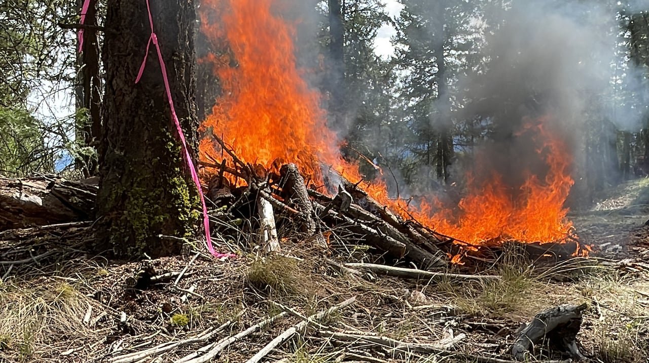 default-412 A fire is seen in a pile in the forest.