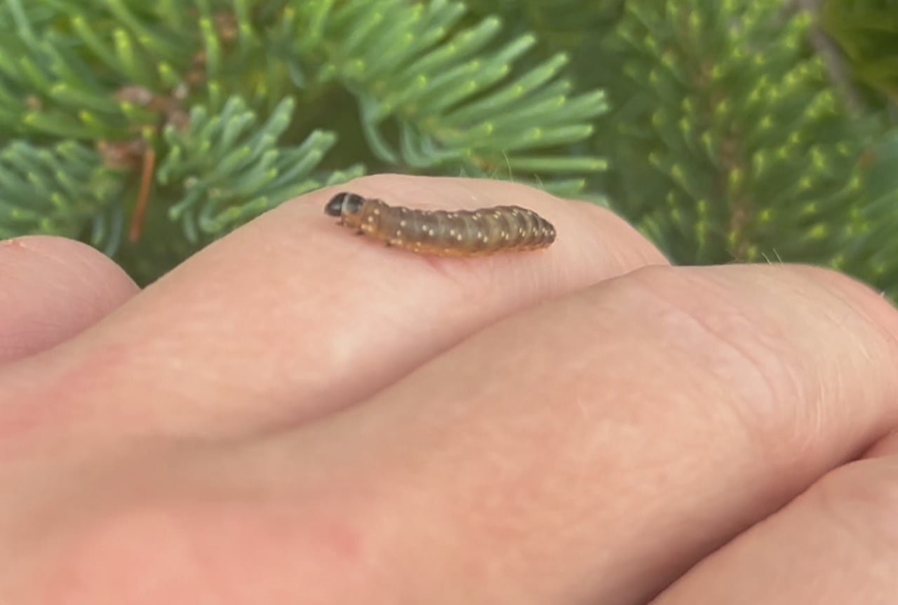 A tiny bug crawls on a hand.
